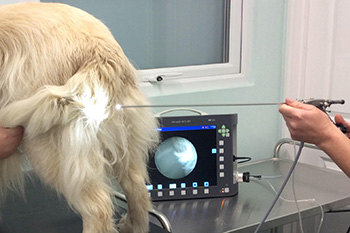 TCI endoscope for Canine Artificial Insemination