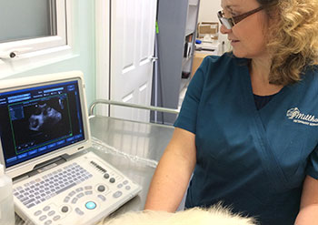 About Millhouse - Veterinary Reproduction Services Bridgend